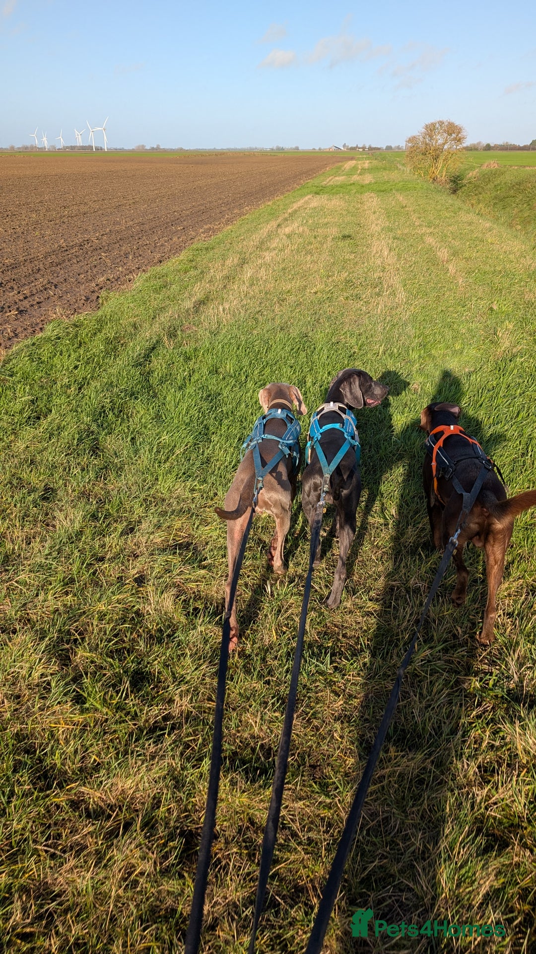 Weimaraner dogs for sale: 13 month old Blue intact male - Advert 2