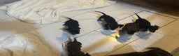 Dachshund dogs for sale: Dachshund puppies - Advert 4
