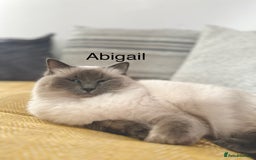 Ragdoll cats for sale: Gorgeous Ragdoll girls - Image 9