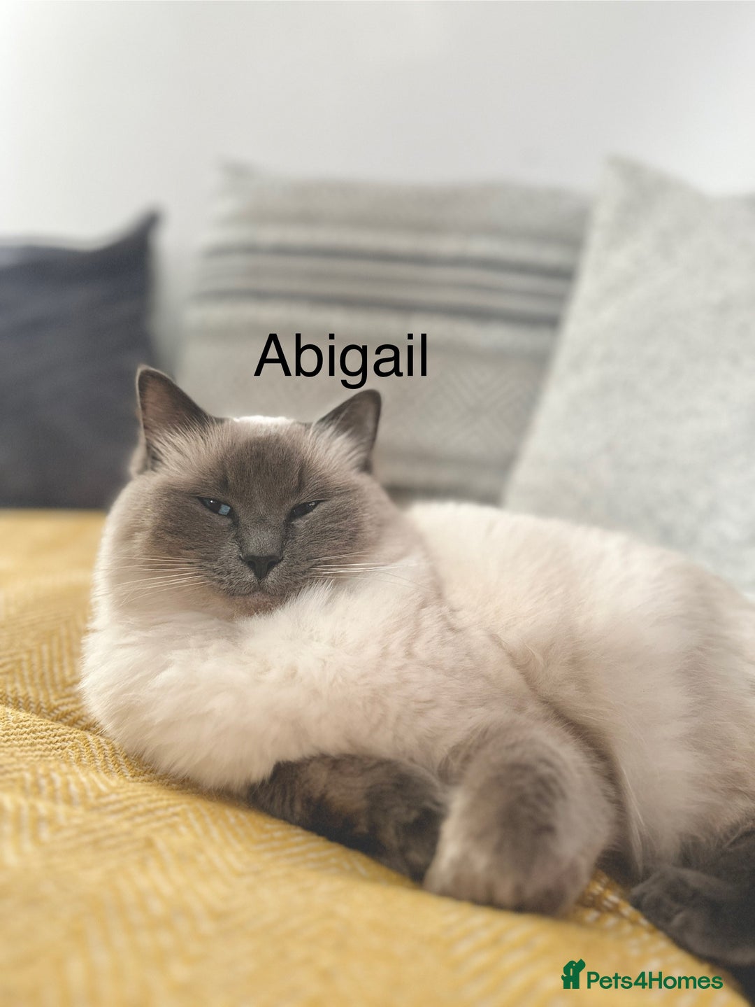 Ragdoll cats for sale: Gorgeous Ragdoll girls - Image 9