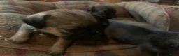 Border Terrier dogs for sale: Border Terrier Puppies For Sale (4 weeks old)  - Advert 5