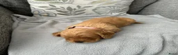 Cockapoo dogs for sale: Stunning F1 Cockapoo’s - Advert 12