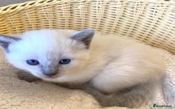 Siamese cats for sale: Beautiful Siamese  kittens  - Image 4