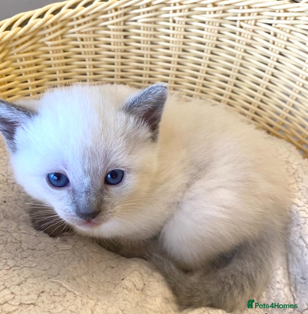 Siamese cats for sale: Beautiful Siamese  kittens  - Image 4