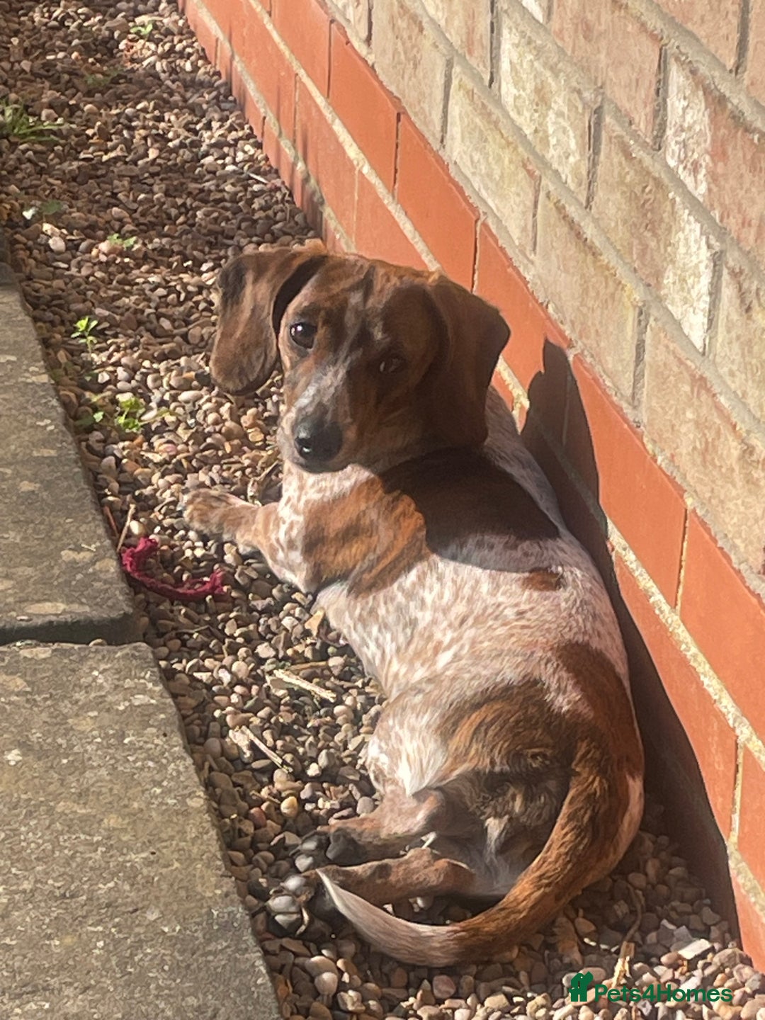 Miniature Dachshund dogs for sale: Piebald brindle Kc reg miniature dachshund  - Advert 3