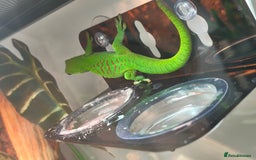 Gecko reptiles for sale: Giant Day Gecko & Set Up Available - Image 5