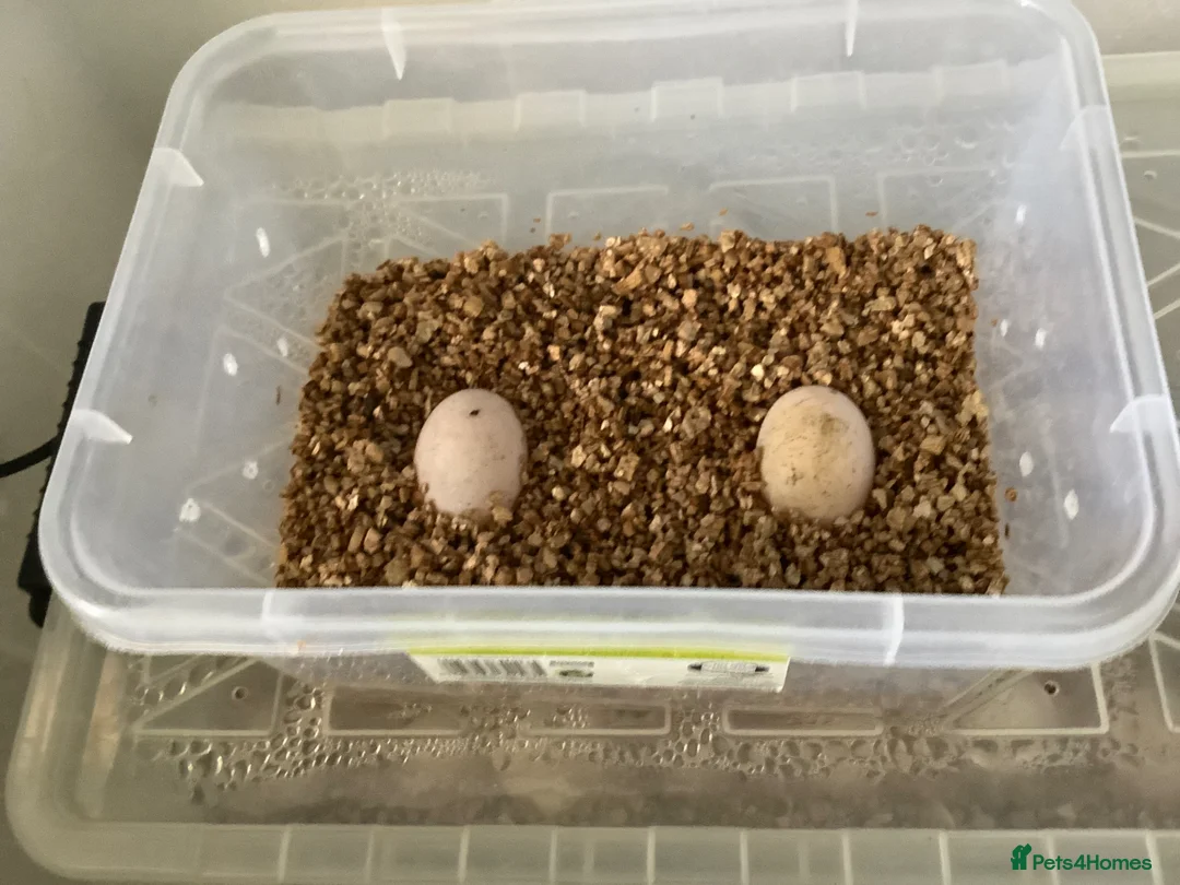 Tortoise reptiles for sale: INDIAN STAR TORTOISE - Advert 5