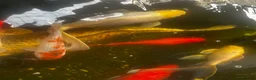 Pond Fish fish for sale: carp & goldfish  - Advert 5
