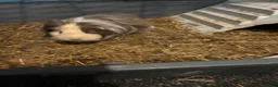 Guinea Pig rodents for sale: guinea pigs  - Advert 5