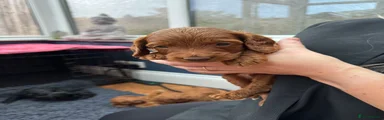 Cockapoo 2