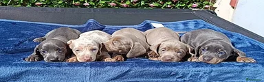 Miniature Dachshund 3