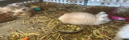 Lionhead rabbits for sale: 1 female Lionhead X teddy dwerg  - Advert 2