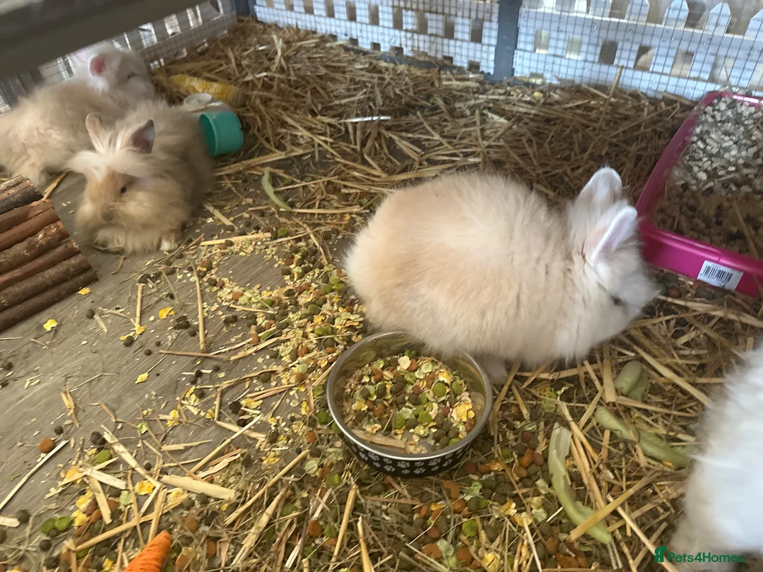 Lionhead rabbits for sale: 1 female Lionhead X teddy dwerg  - Advert 2