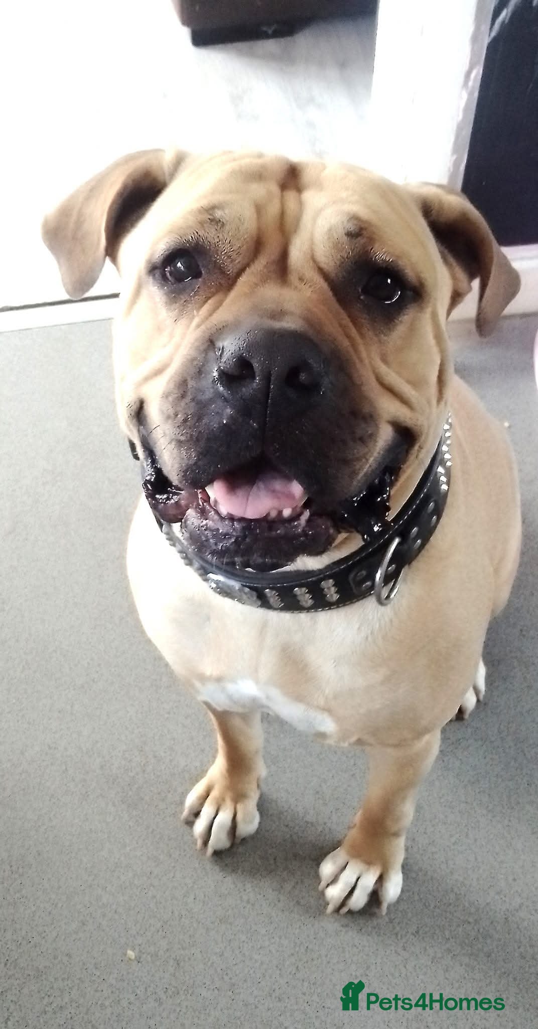 Mixed Breed dogs Having to rehome - Advert 1