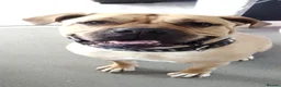 Mixed Breed dogs for sale: Having to rehome - Advert 1