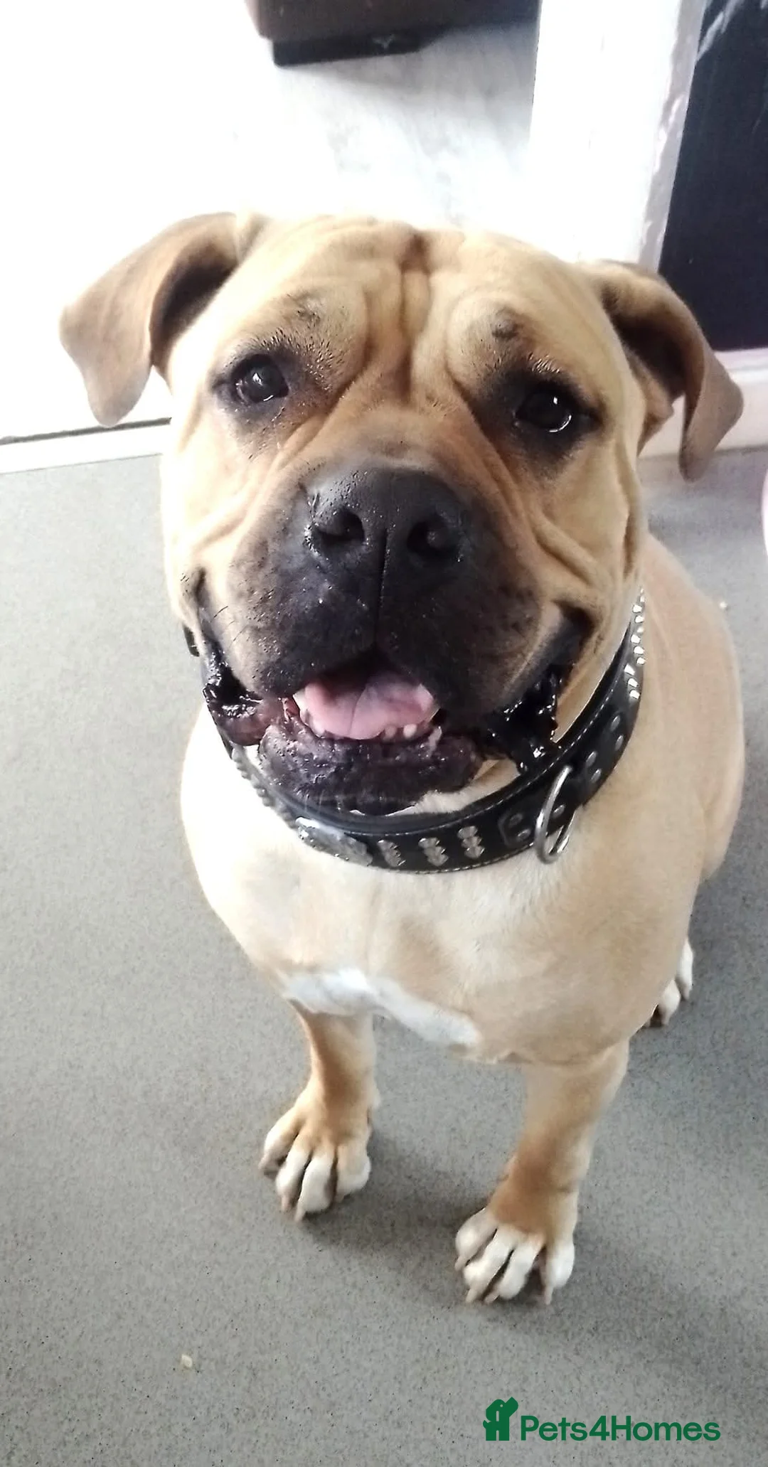 Mixed Breed dogs for sale: Having to rehome - Advert 1