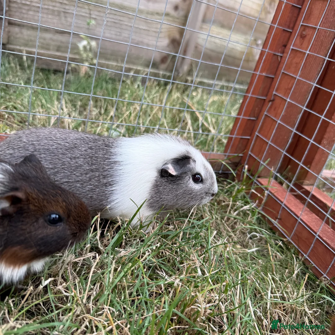 Guinea Pig rodents for sale: Gorgeous female baby guinea pigs! in Tamworth - Advert 2
