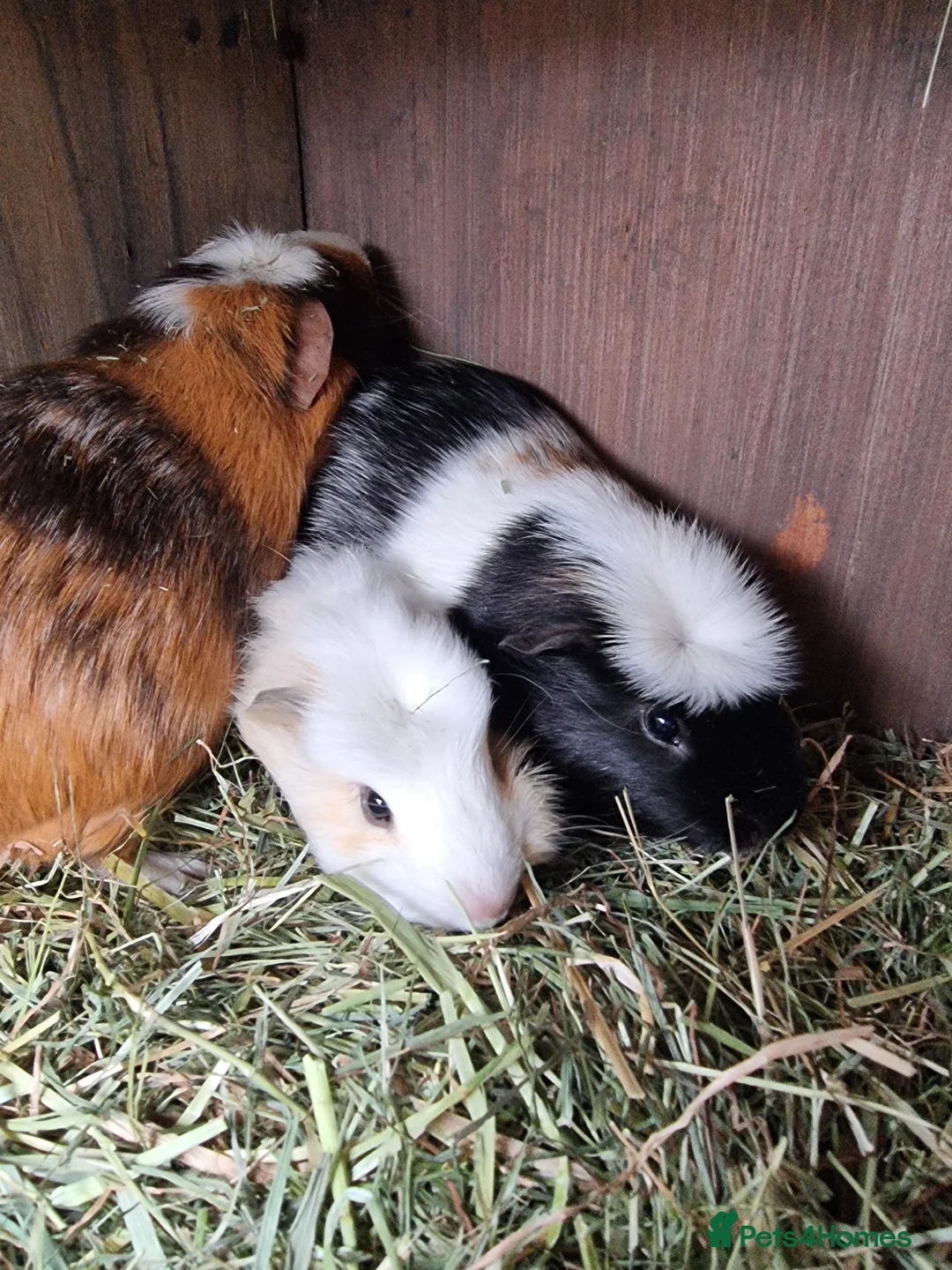 Guinea Pig rodents for sale: 6 Healthy Young Guineas for sale  - Advert 2