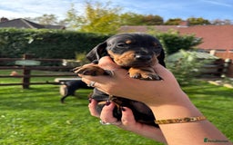 Dachshund dogs for sale: Kc standard Black and Tan dachshunds - Image 15