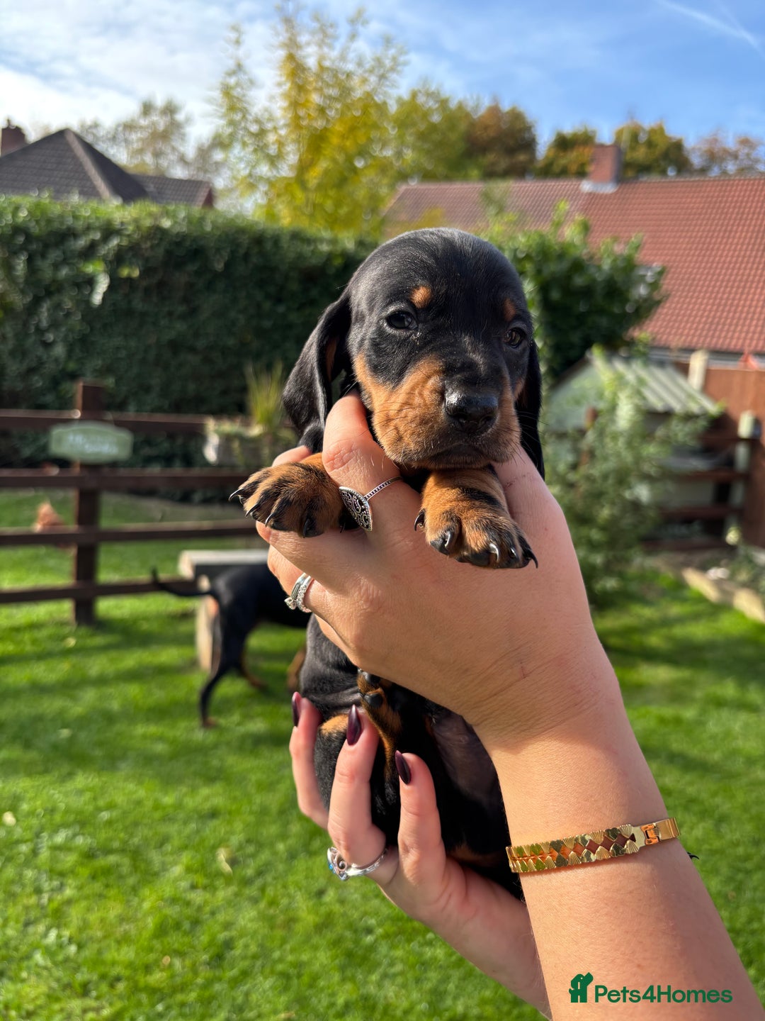 Dachshund dogs for sale: Kc standard Black and Tan dachshunds - Image 15