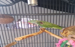 Parakeets birds for sale: Alexandrine parakeet - Image 1
