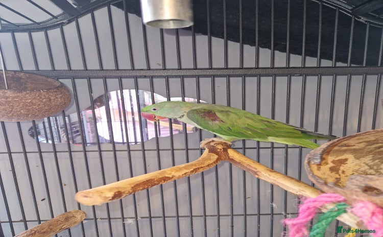 Parakeets birds - Advert 2