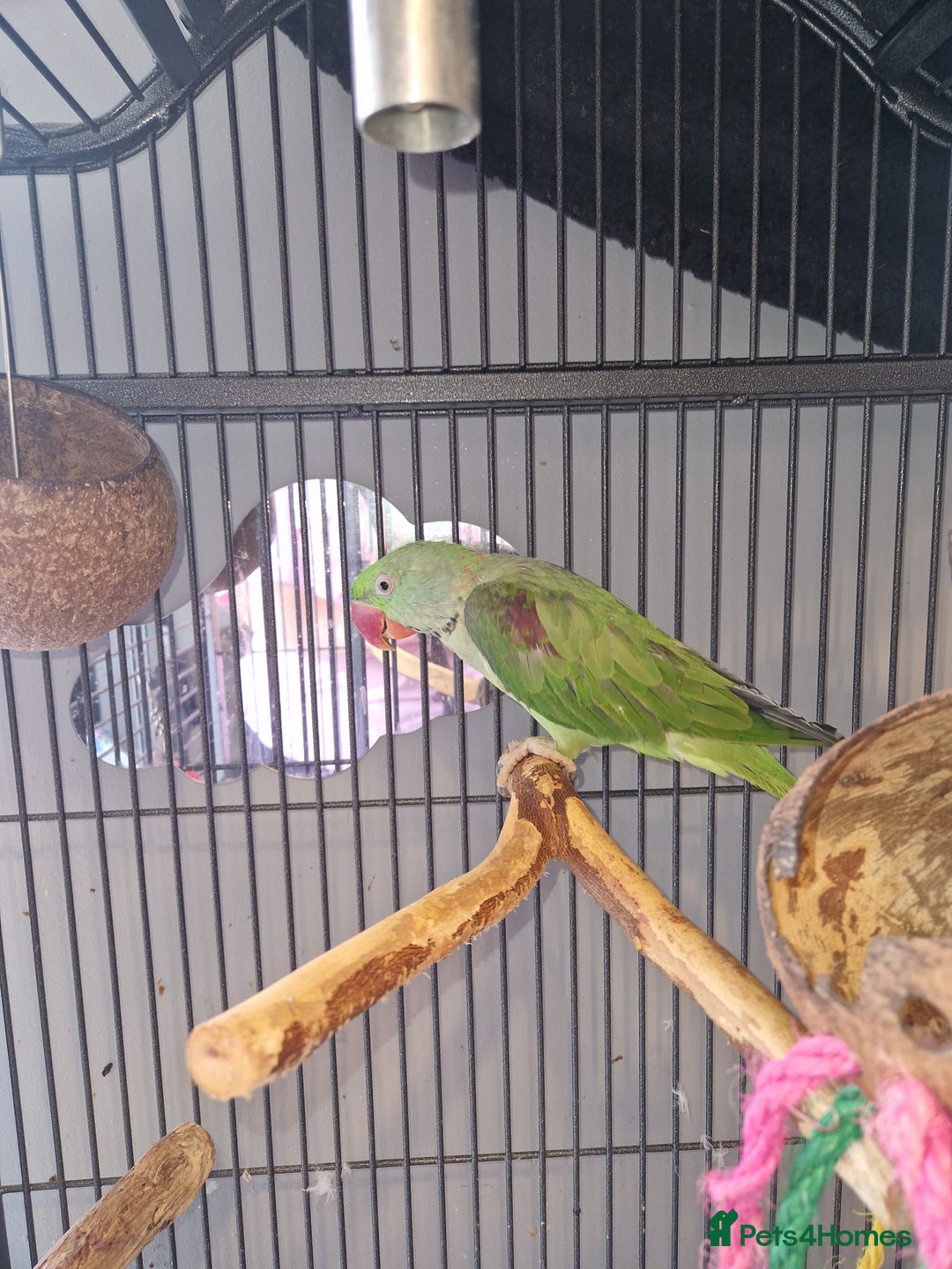 Parakeets birds for sale: Alexandrine parakeet - Image 1