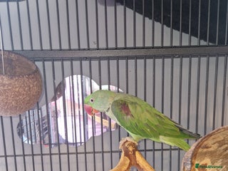 Parakeets birds - Advert 5