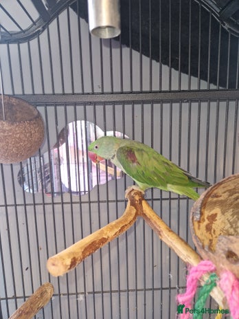 Parakeets birds - Advert 8