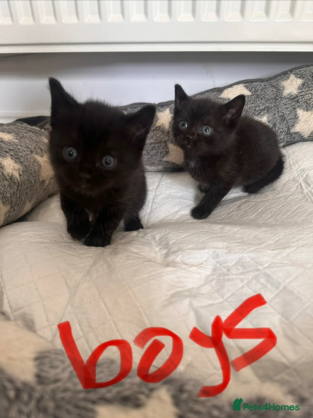 Mixed Breed cats for sale: 5 kittens looking for homes  in Derby - Advert 5