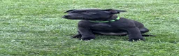 Staffordshire Bull Terrier dogs for sale: KC Black Puppies Ready Now - Advert 8
