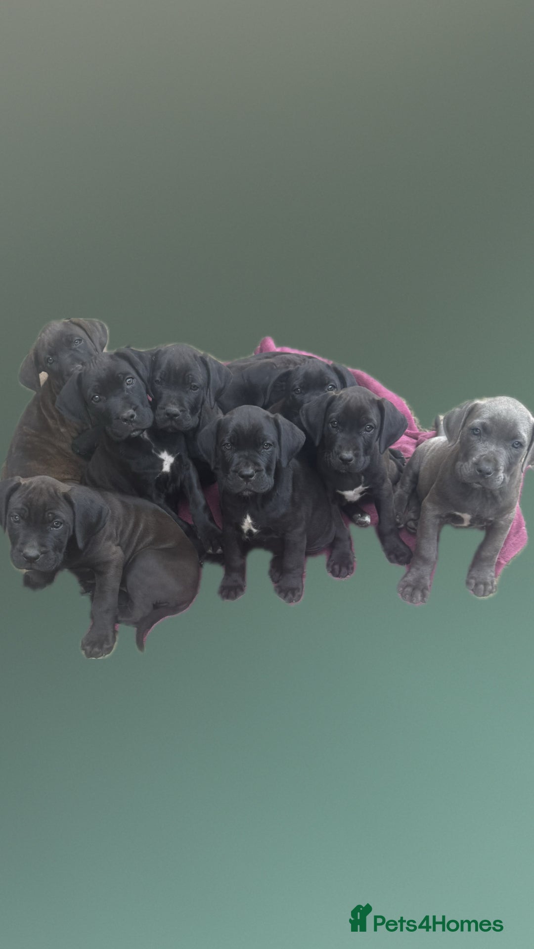 Cane Corso dogs for sale: Cane corso mix bandogge mastiff - Image 1