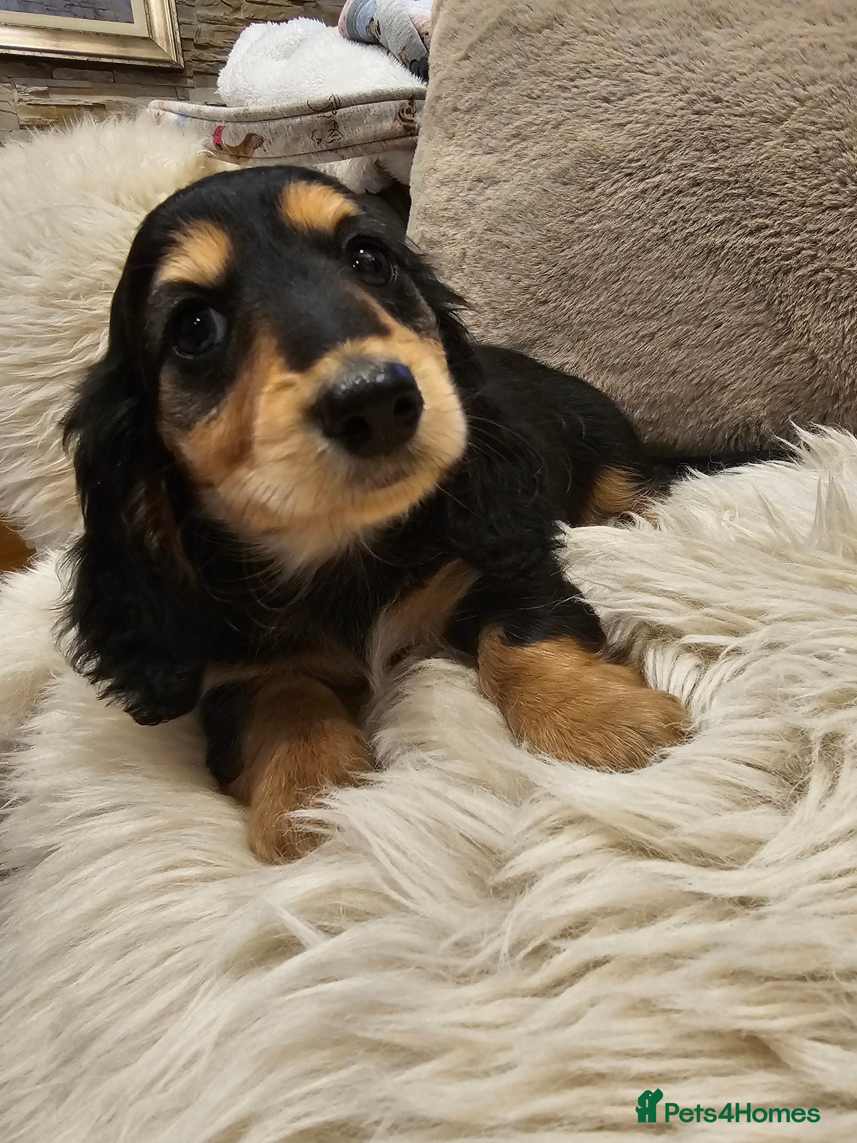 Miniature Dachshund dogs Cream Longhaired miniature dachshunds  - Advert 4