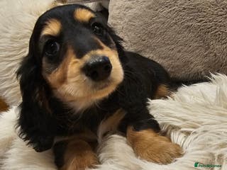 Miniature Dachshund dogs Cream Longhaired miniature dachshunds - Advert 6