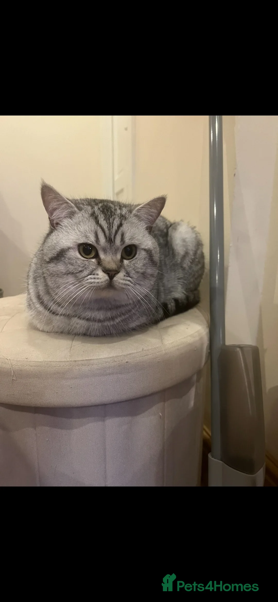 Mixed Breed cats for sale: Loving Home Wanted for Our Beautiful Cat - Advert 2