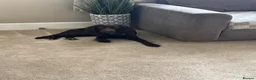 Mixed Breed dogs for sale: Sprocker Spaniel  - Advert 4