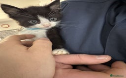 Mixed Breed cats for sale: 4 black and white kittens  - Image 3