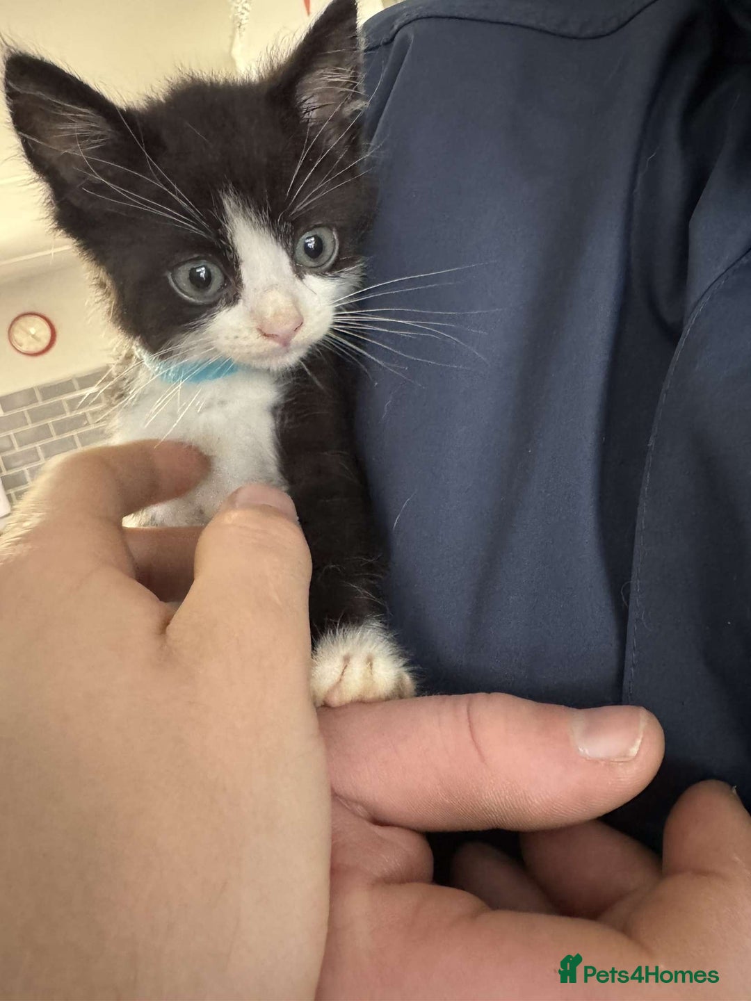 Mixed Breed cats for sale: 4 black and white kittens  - Image 3