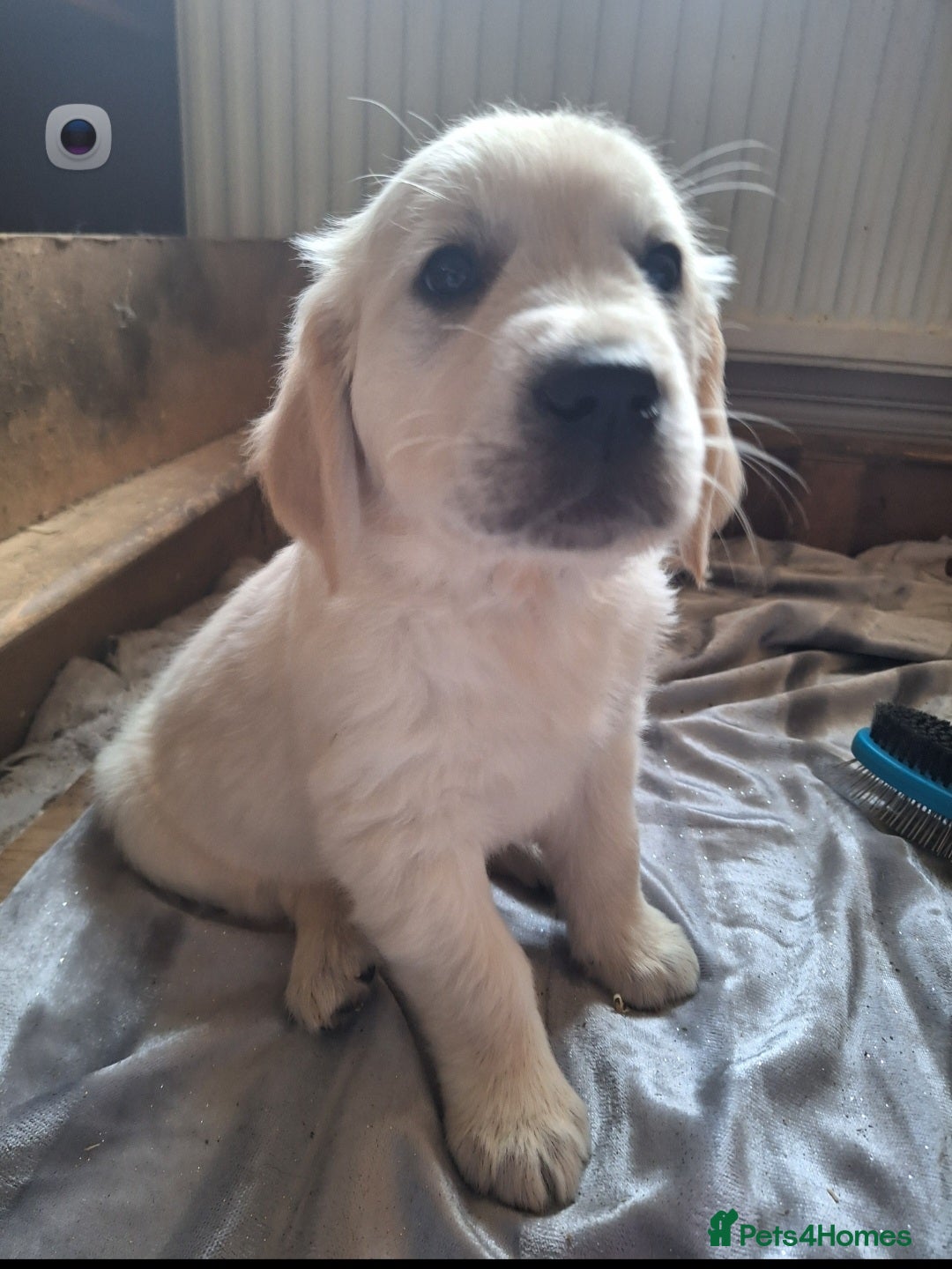 Golden Retriever dogs for sale: ⭐️⭐️Beautiful White Golden Retriever Pups ⭐️⭐️ - Advert 16