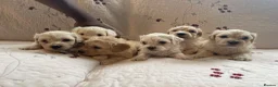 Maltipoo dogs for sale: Gorgeous maltipoo puppies  - Advert 9