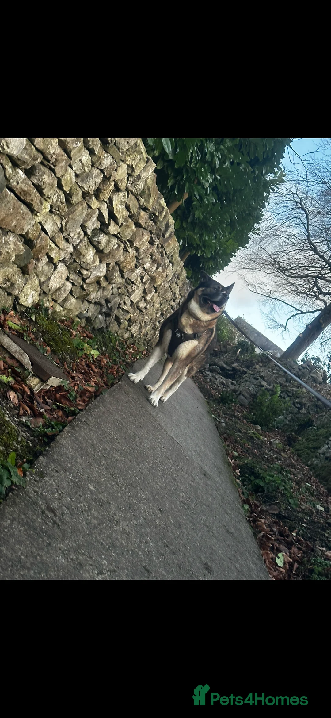 Gallery Image {{count}}