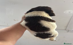 English Springer Spaniel dogs for sale: Springer Spaniel Puppies Ready to go - Image 12