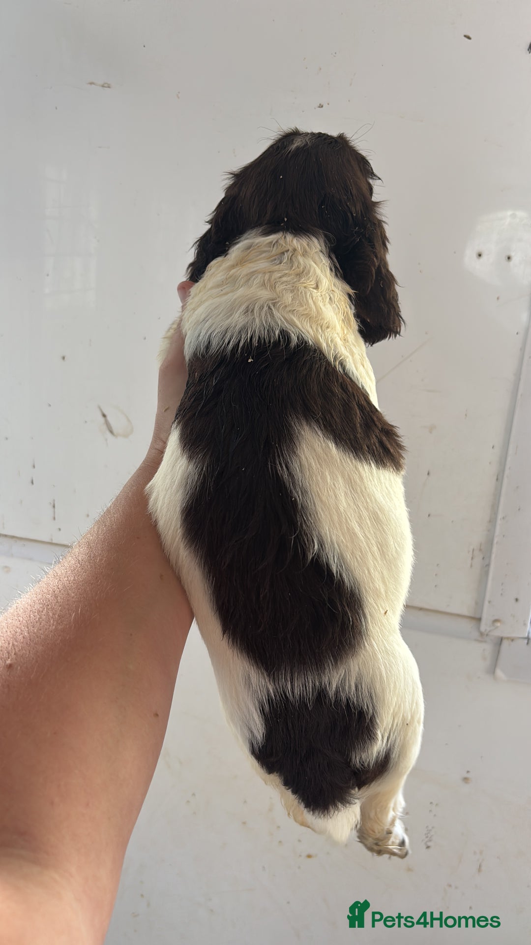 English Springer Spaniel dogs for sale: Springer Spaniel Puppies Ready to go - Image 12