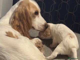 Cocker Spaniel dogs Last Baby Available - Advert 8