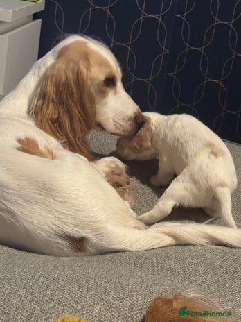 Cocker Spaniel dogs Last Baby Available - Advert 1