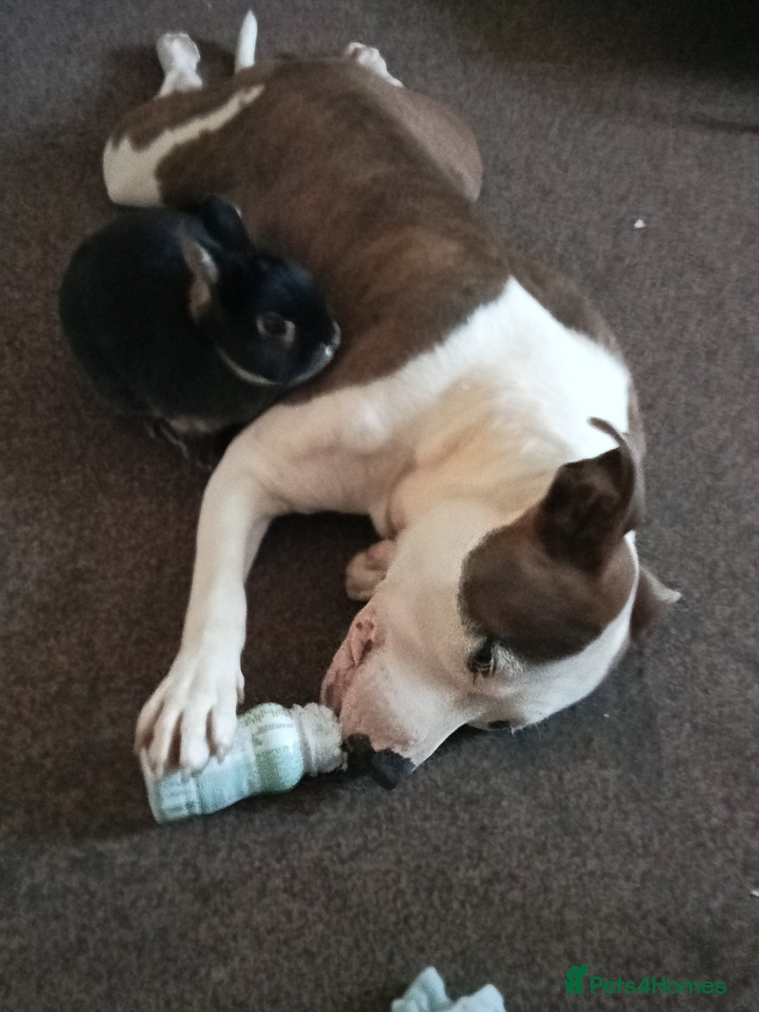 Staffordshire Bull Terrier dogs for sale: Staffordshire bull terrier - Image 5