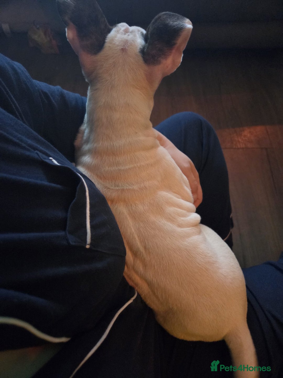 English Bull Terrier dogs for sale: Top Quality KC English bull terriers! - Advert 2