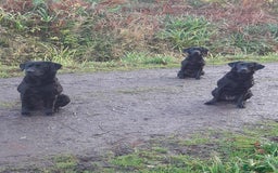 Labrador Retriever dogs for sale: Superb Litter of Black Labrador Puppies - Image 4
