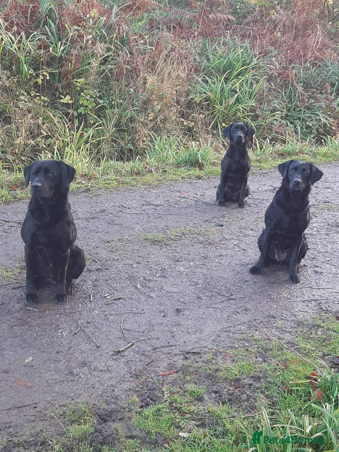 Labrador Retriever dogs for sale: Superb Litter of Black Labrador Puppies - Image 4