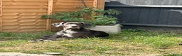 Great Dane dogs for sale: Beautiful Great Dane  - Advert 1